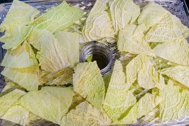 Wirsingchips im Dörrautomat