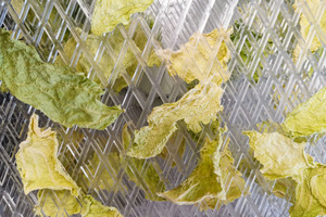 Wirsingchips im Dörrautomat