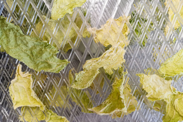 Wirsingchips im Dörrautomat