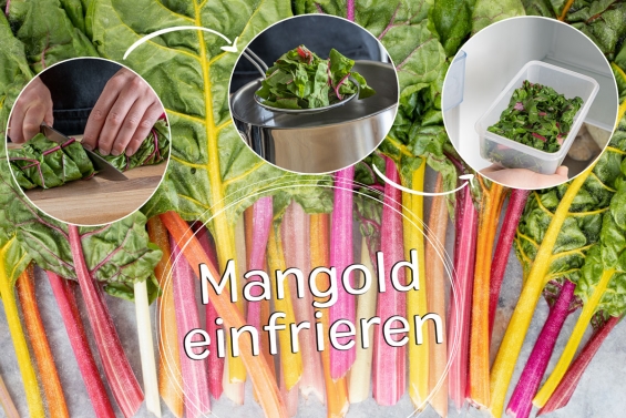 Mangold einfrieren