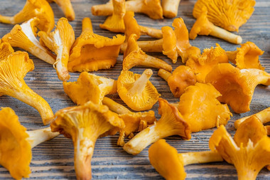 Pfifferlinge Saison