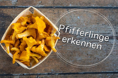 Pfifferlinge erkennen