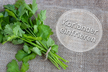 Koriander einfrieren