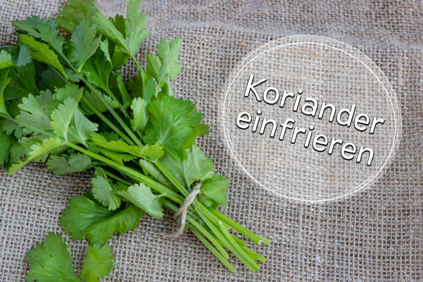 Koriander einfrieren