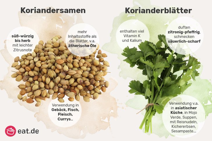 Unterschiede Koriandersamen und Korianderblätter