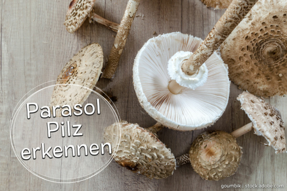 Parasol-Pilz erkennen