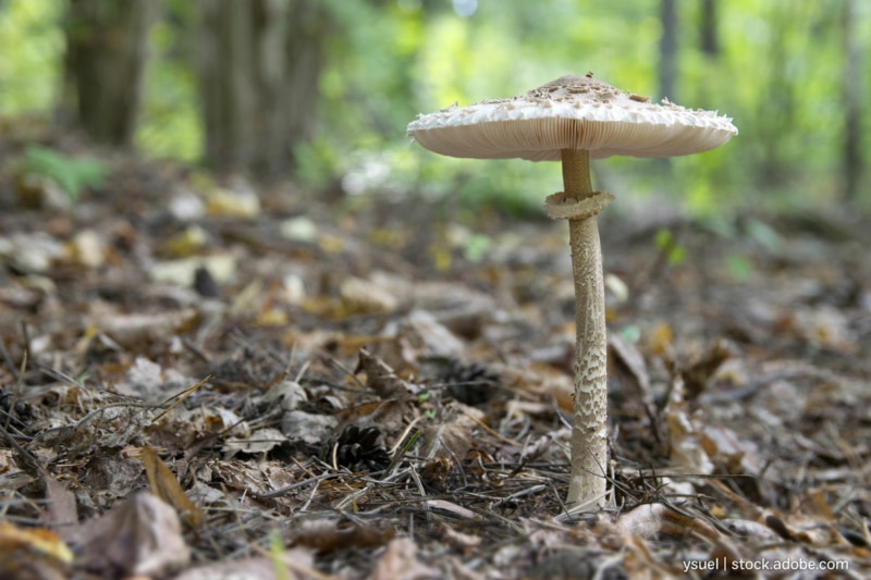 Parasol Pilz Erkennen 8 Wichtige Erkennungszeichen Eat de parasol-pilz-erkennen-8-wichtige-erkennungszeichen-eat-de
