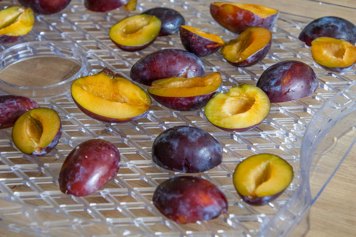 Zwetschgen dörren in Backofen und Dörrautomat