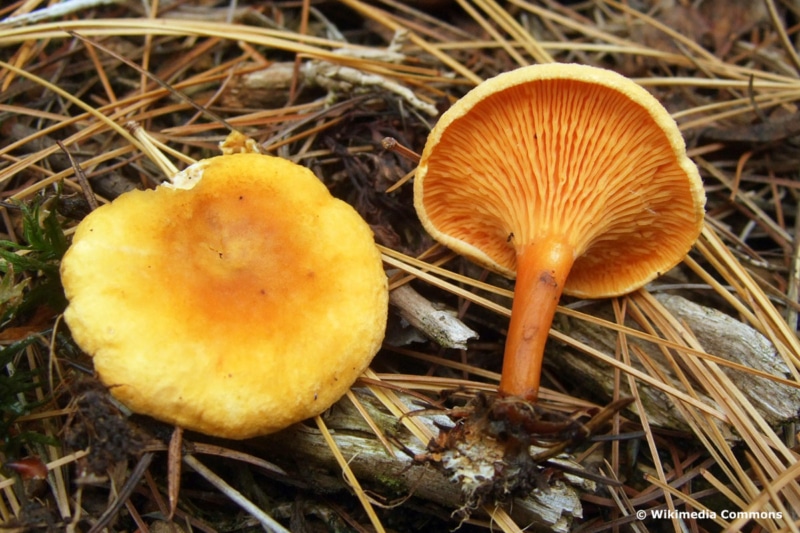 Falscher Pfifferling Bilder Hygrophoropsis aurantiaca Allgemein Falscher Pfifferling Bilder Hygrophoropsis aurantiaca Allgemein