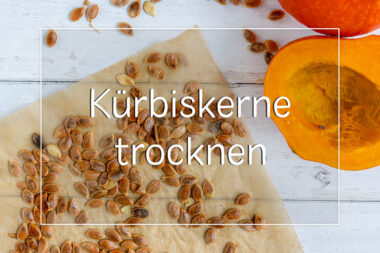 Kürbiskerne richtig trocknen