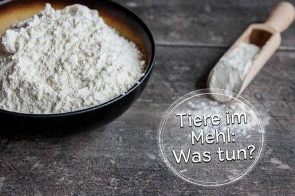 Hilfe, ich habe kleine Tiere im Mehl: Was tun? - eat.de