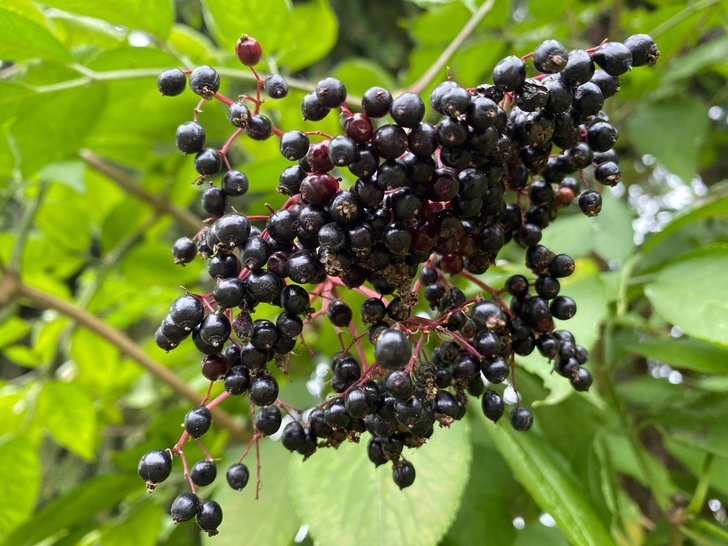 Hollunderbeeren