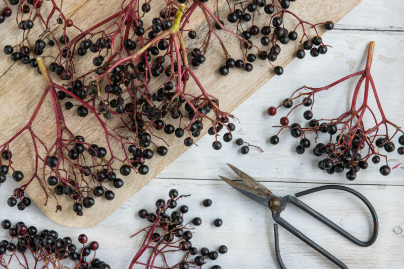 Faszinierend Holunderbeeren Wann Ernten Ebenbild