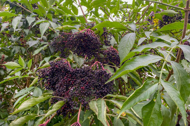 Holunderbeeren