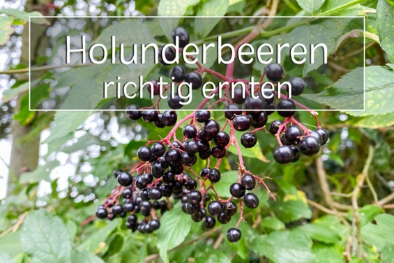 Holunderbeeren ernten