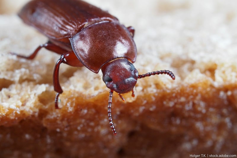 Hilfe, ich habe kleine Tiere im Mehl: Was tun? - eat.de