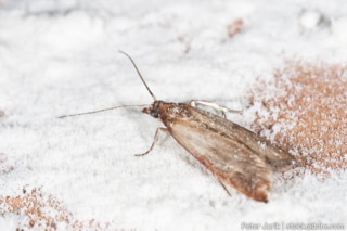 Hilfe, ich habe kleine Tiere im Mehl: Was tun?