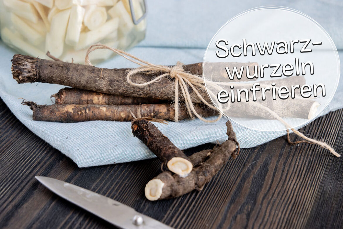Schwarzwurzeln einfrieren