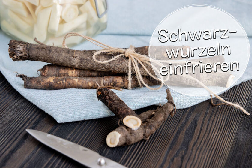 Schwarzwurzeln einfrieren