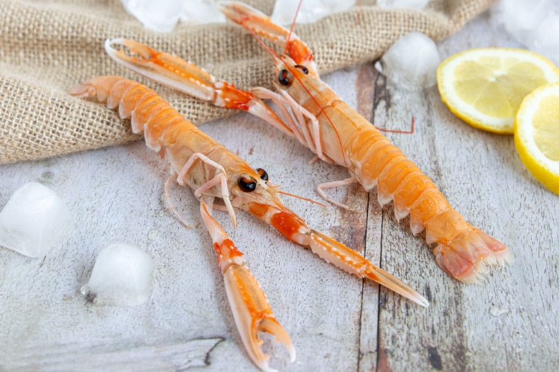Stilvolle Shrimps Garnelen Unterschied Bild