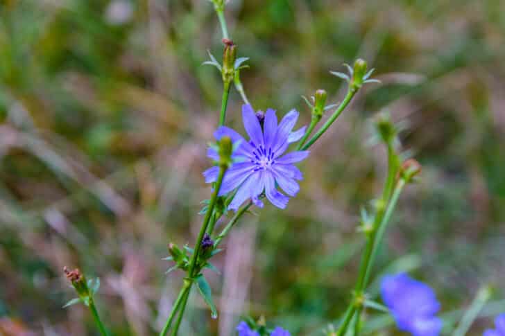 Blume von der Zichorienwurzel