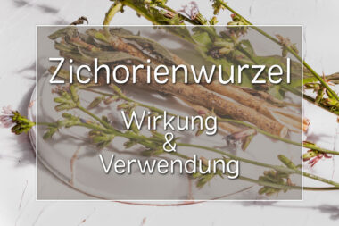 Zichorienwurzel