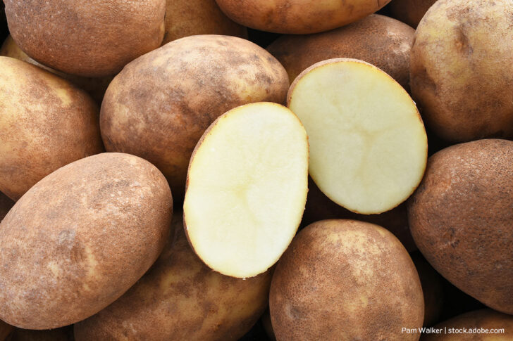 Russet Kartoffel