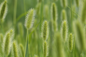 Hirse