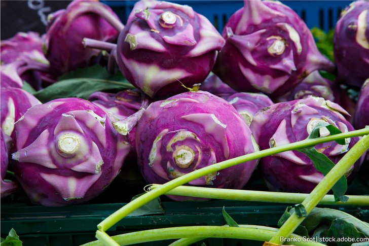 Lila Kohlrabi