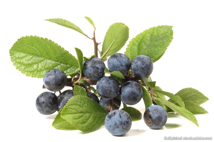 Blaues Obst: Schlehen