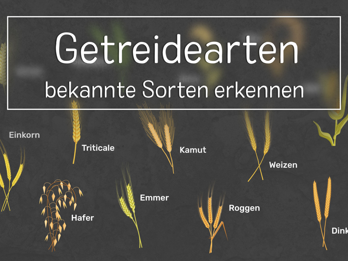 weihnachtsbaum knstlich oder echt Weihnachtsbaum knstlich 180 cm grn