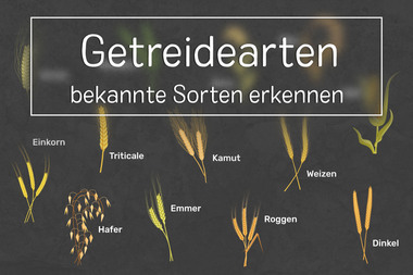 Getreidesorten erkennen