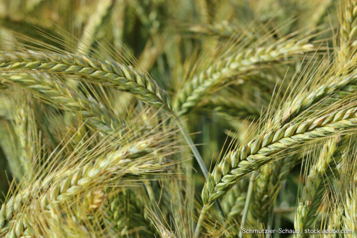 Triticale