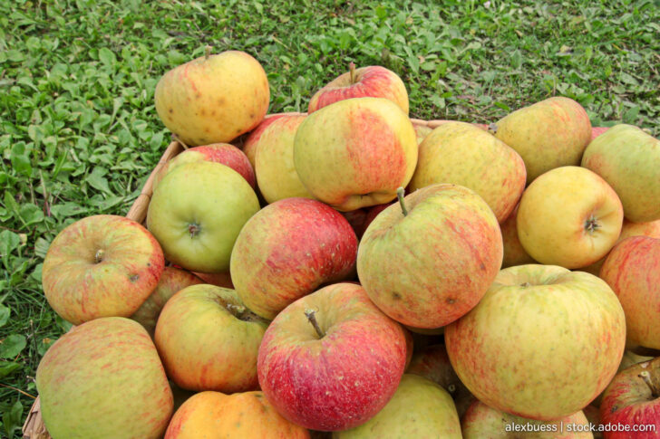 Bismarckäpfel