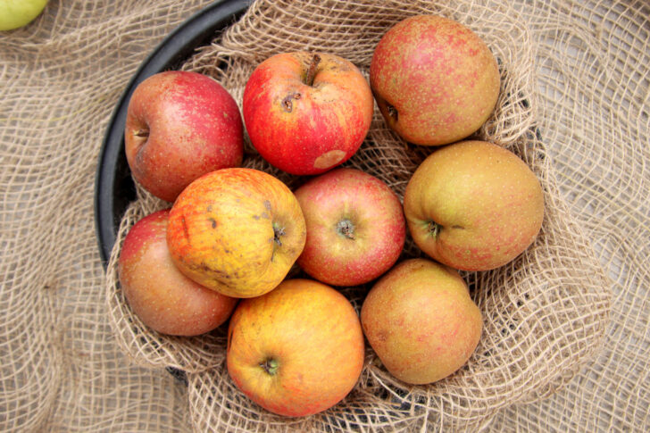 säuerliche Boskop Äpfel