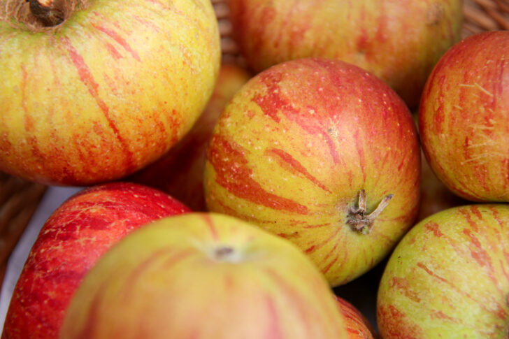 Cox Orange Apfel