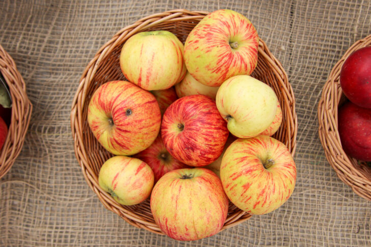 Gravensteiner Apfel