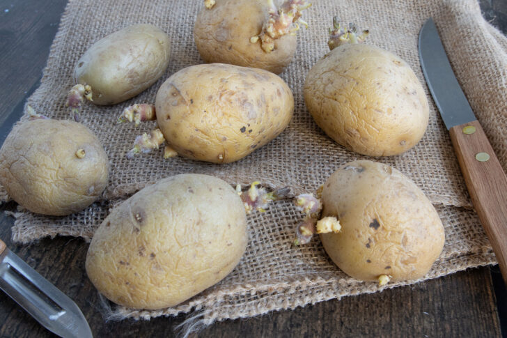 keimende Kartoffeln