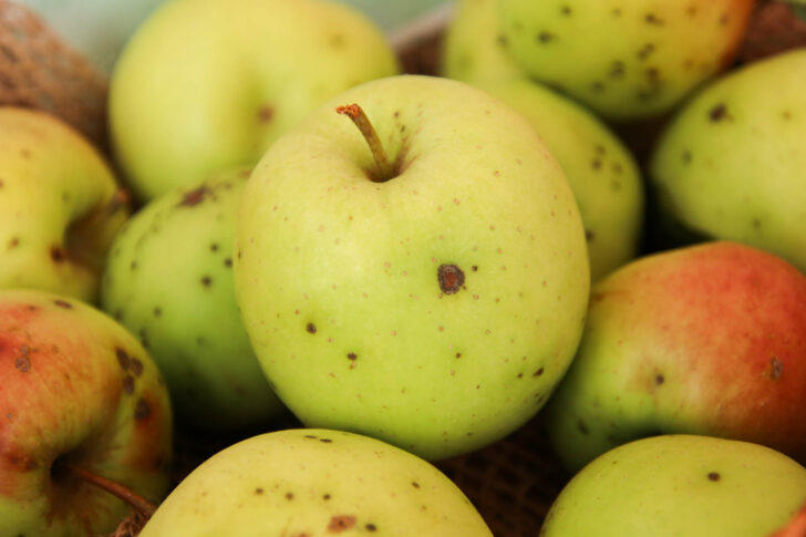 Golden Delicious