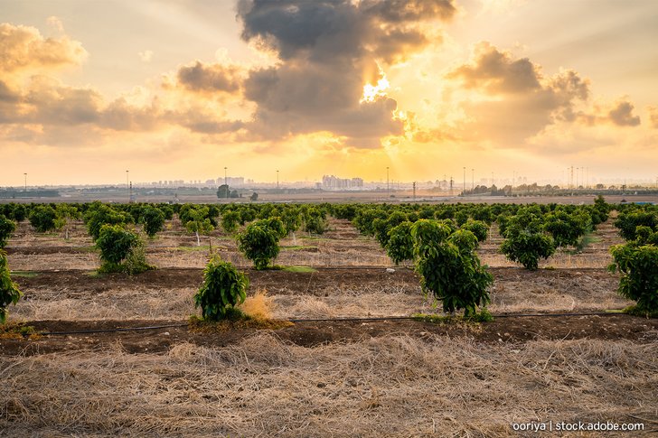 Avocado Plantage