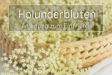 Holunderblüten einfrieren