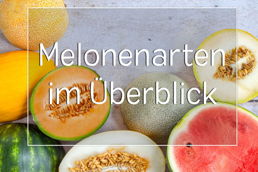 Melonenarten im Überblick