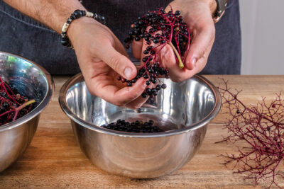 Holunderbeeren vom Stiel zupfen
