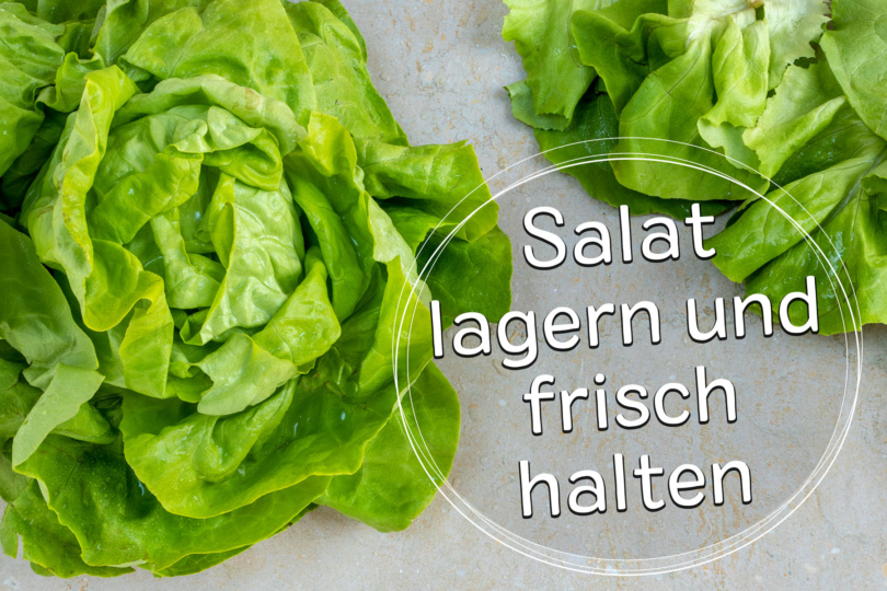 Salat lagern und frisch halten