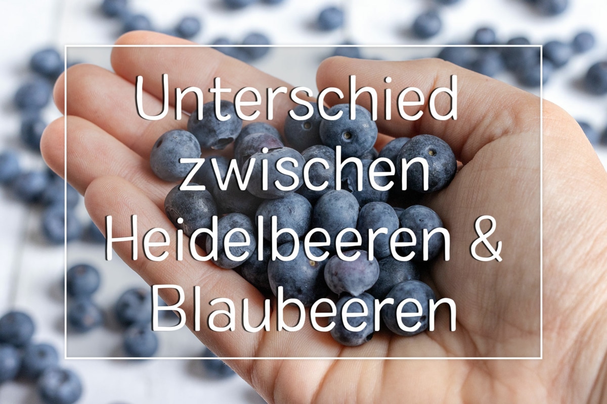 Was Ist Der Unterschied Zwischen Heidelbeeren Und Blaubeeren