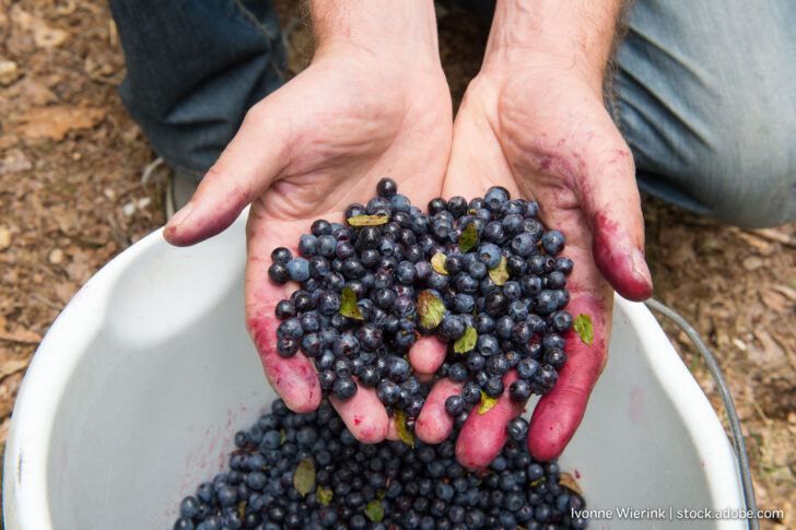Wildheidelbeeren