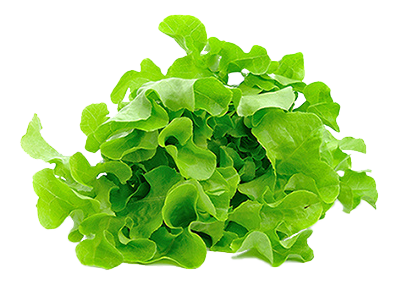 Eichblattsalat