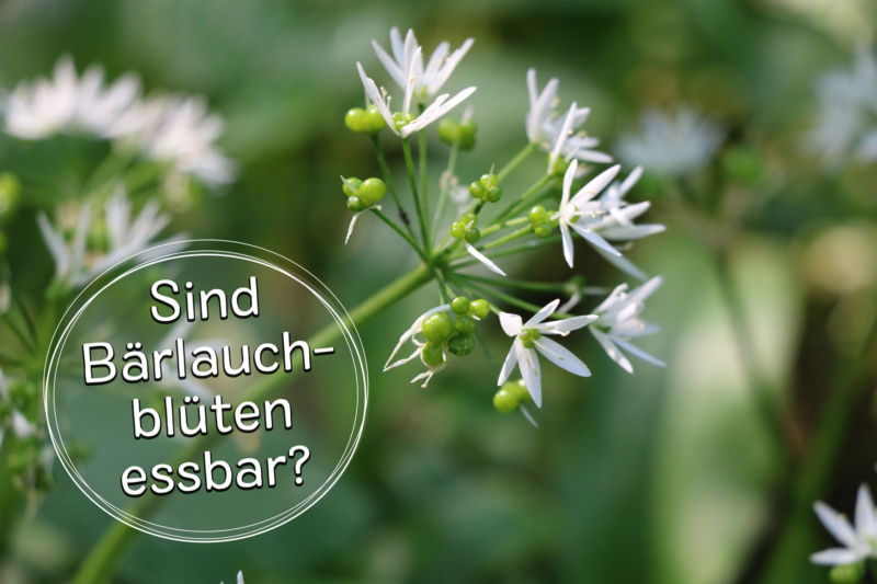 Sind Bärlauchblüten essbar? Titelbild