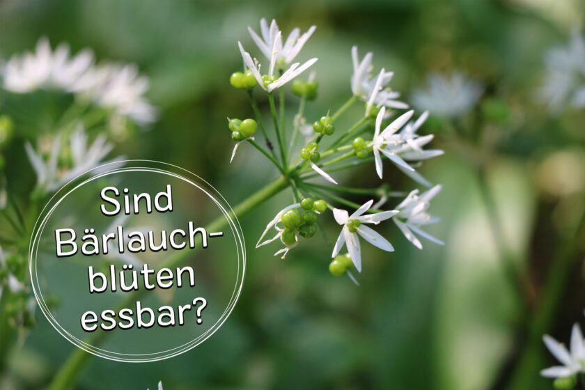 Sind Bärlauchblüten essbar? Titelbild