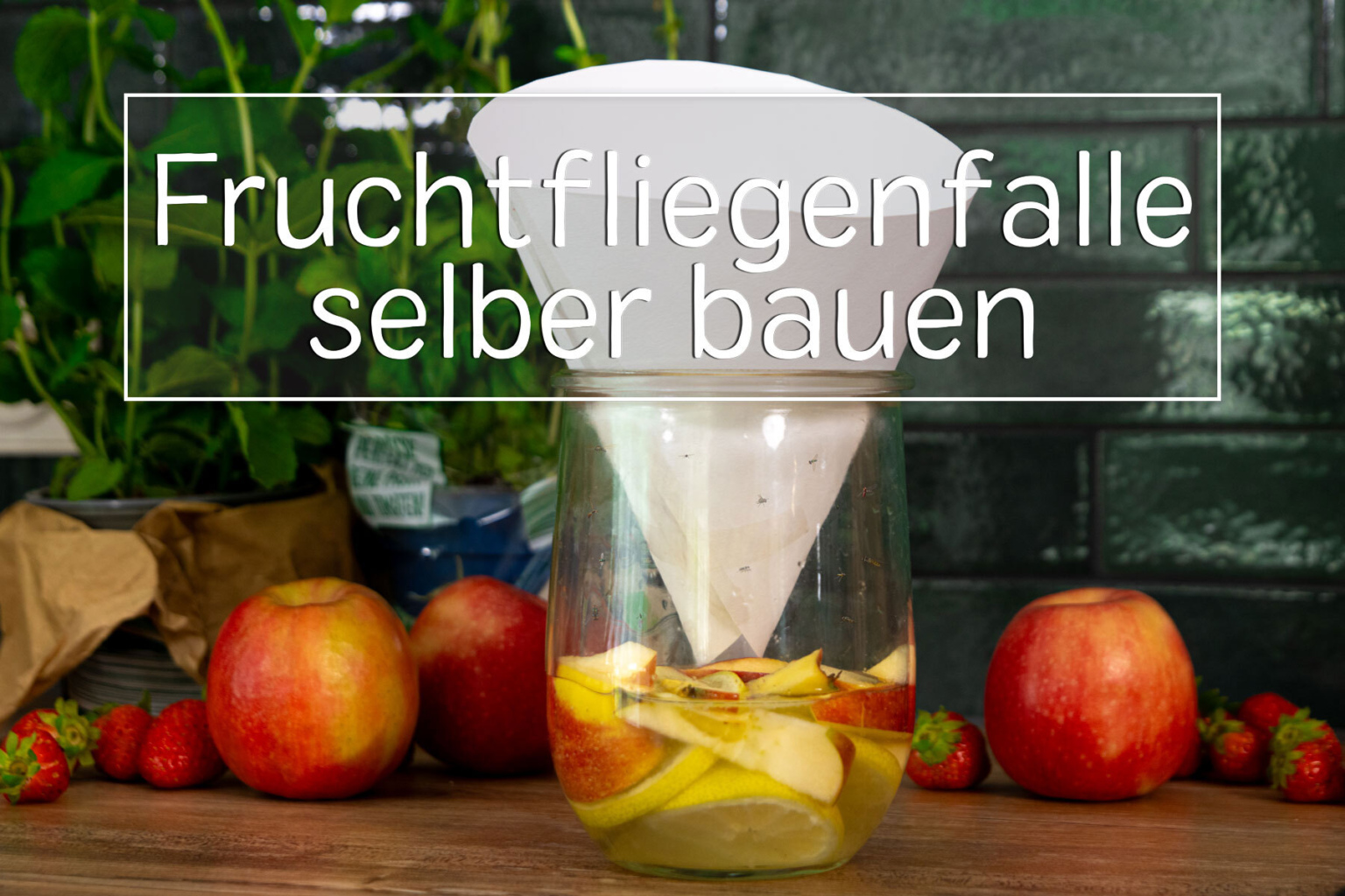 Fruchtfliegenfalle Selber Machen Ohne Saft Obstfliegenfalle selber machen: Anleitung + Hausmittel